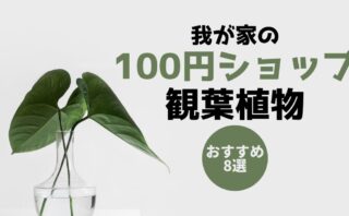 どうしたの 全然成長しないフィカス ウンベラータを植え替えてみる まみーたブログ