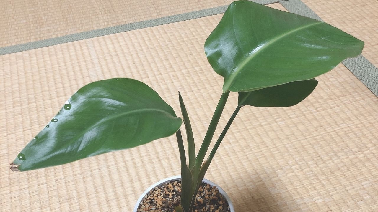 foliage plant