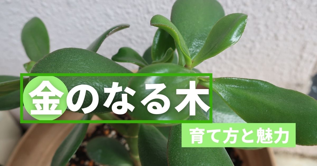 手間がかからない 金のなる木 の育て方と魅力を教えます まみーたブログ