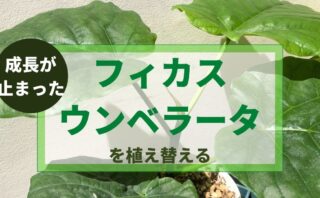 どうしたの 全然成長しないフィカス ウンベラータを植え替えてみる まみーたブログ