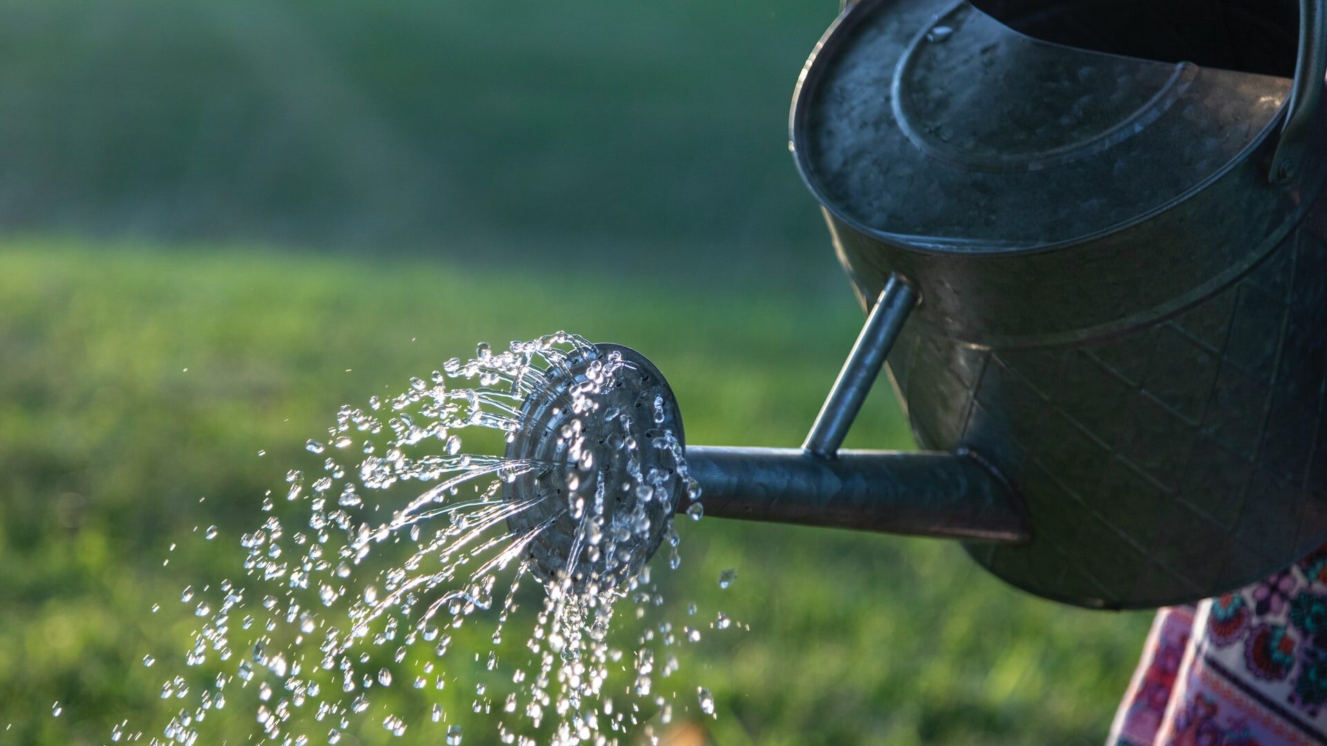 watering