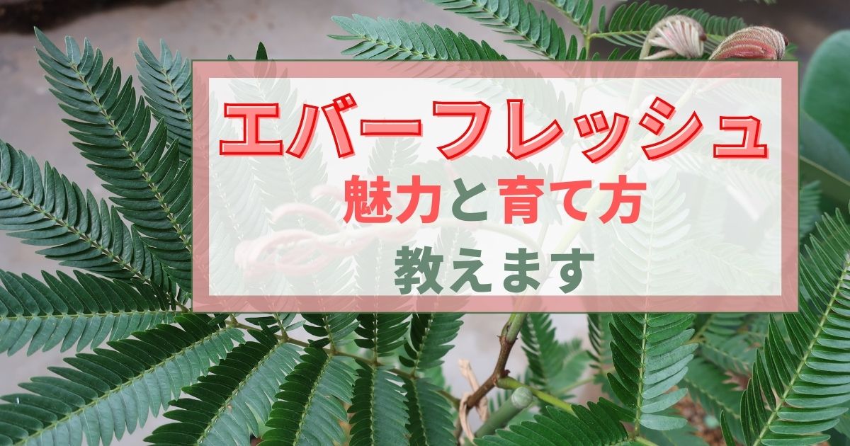 どんどん伸びる エバーフレッシュの魅力と育て方を教えます まみーたブログ