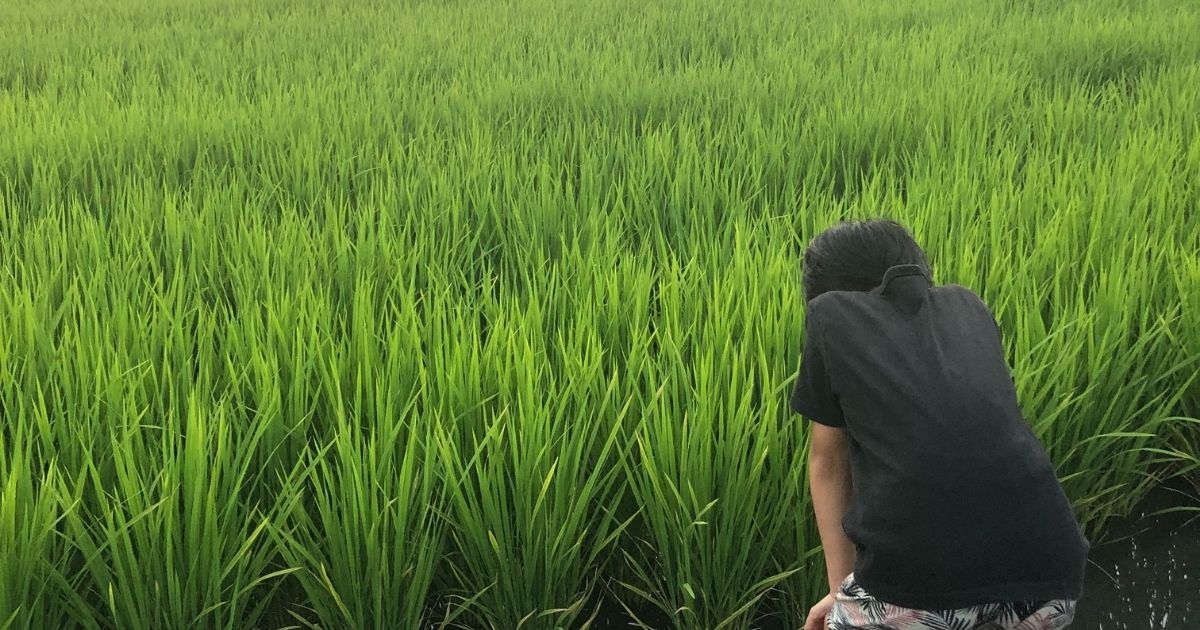 rice-field