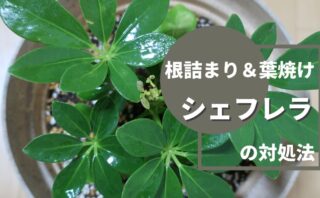 どうしたの 全然成長しないフィカス ウンベラータを植え替えてみる まみーたブログ