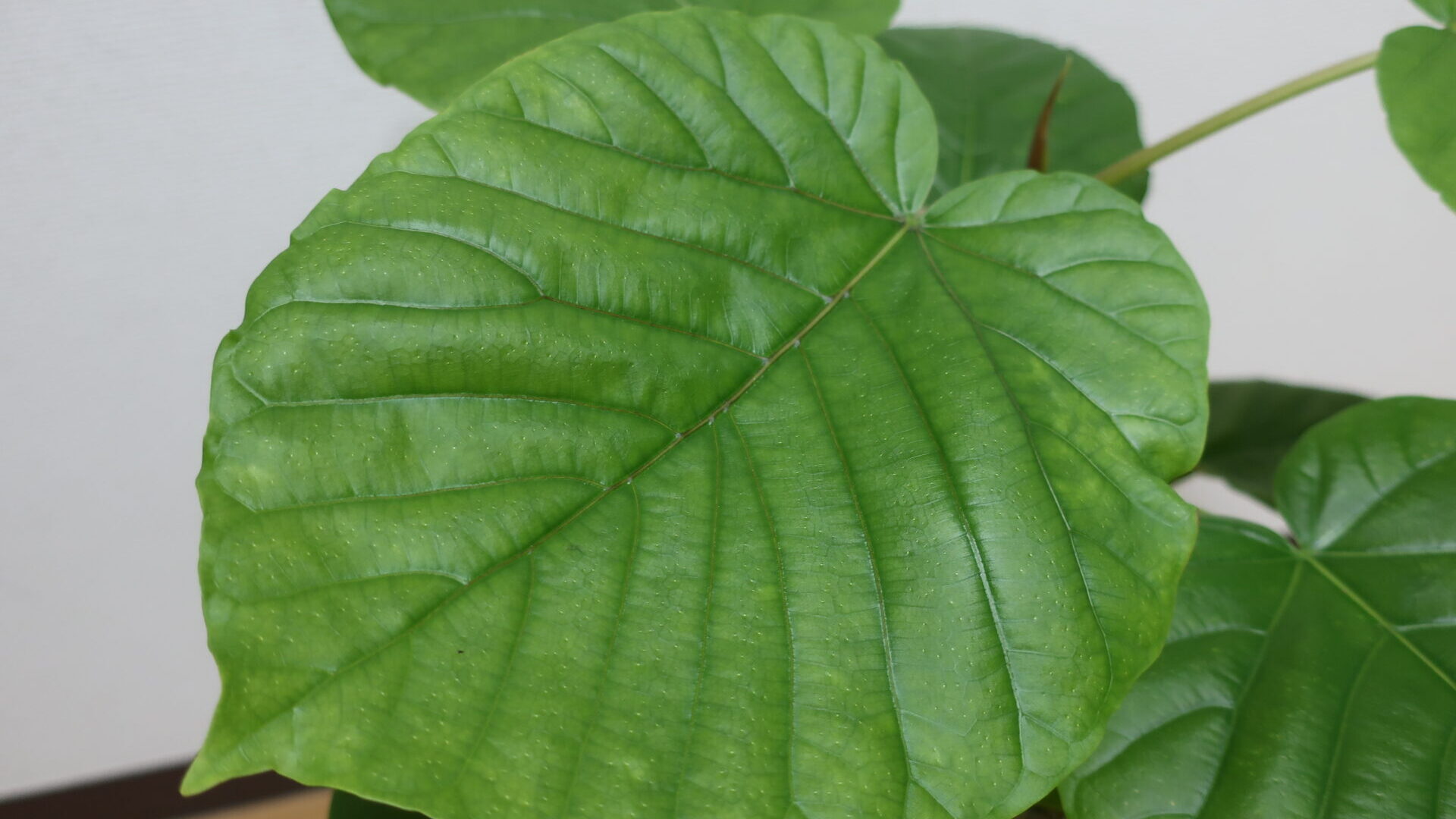 leaf