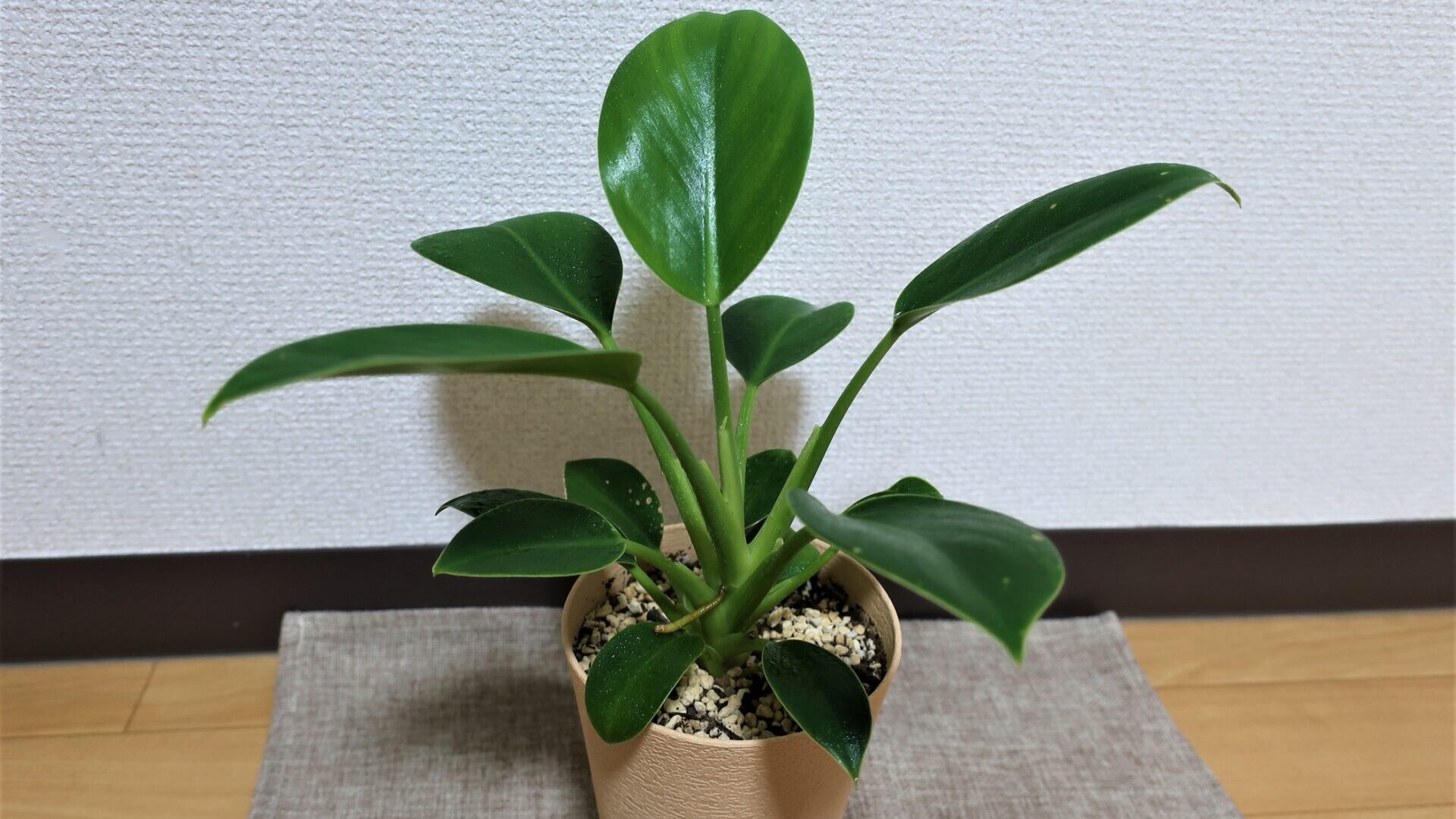 plant