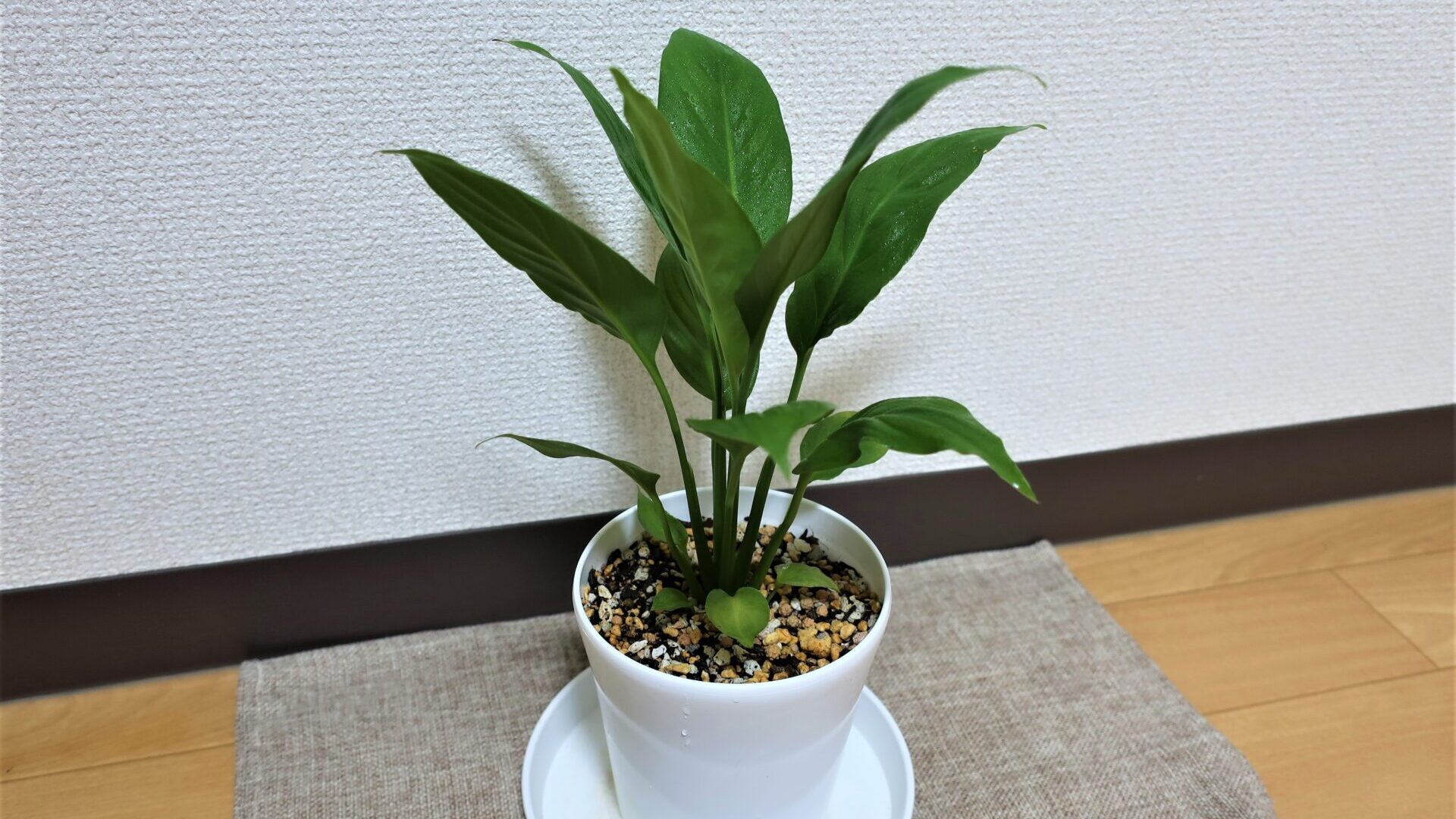 plant