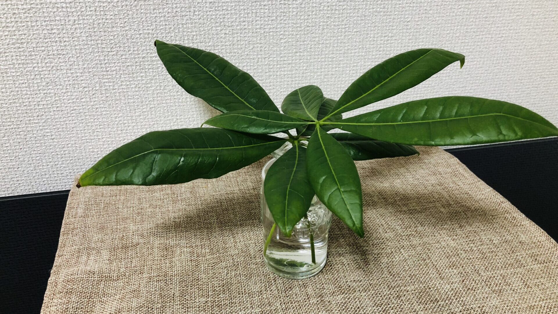 foliage plant