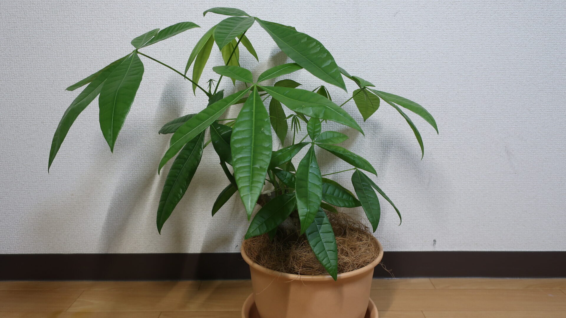 foliage plant