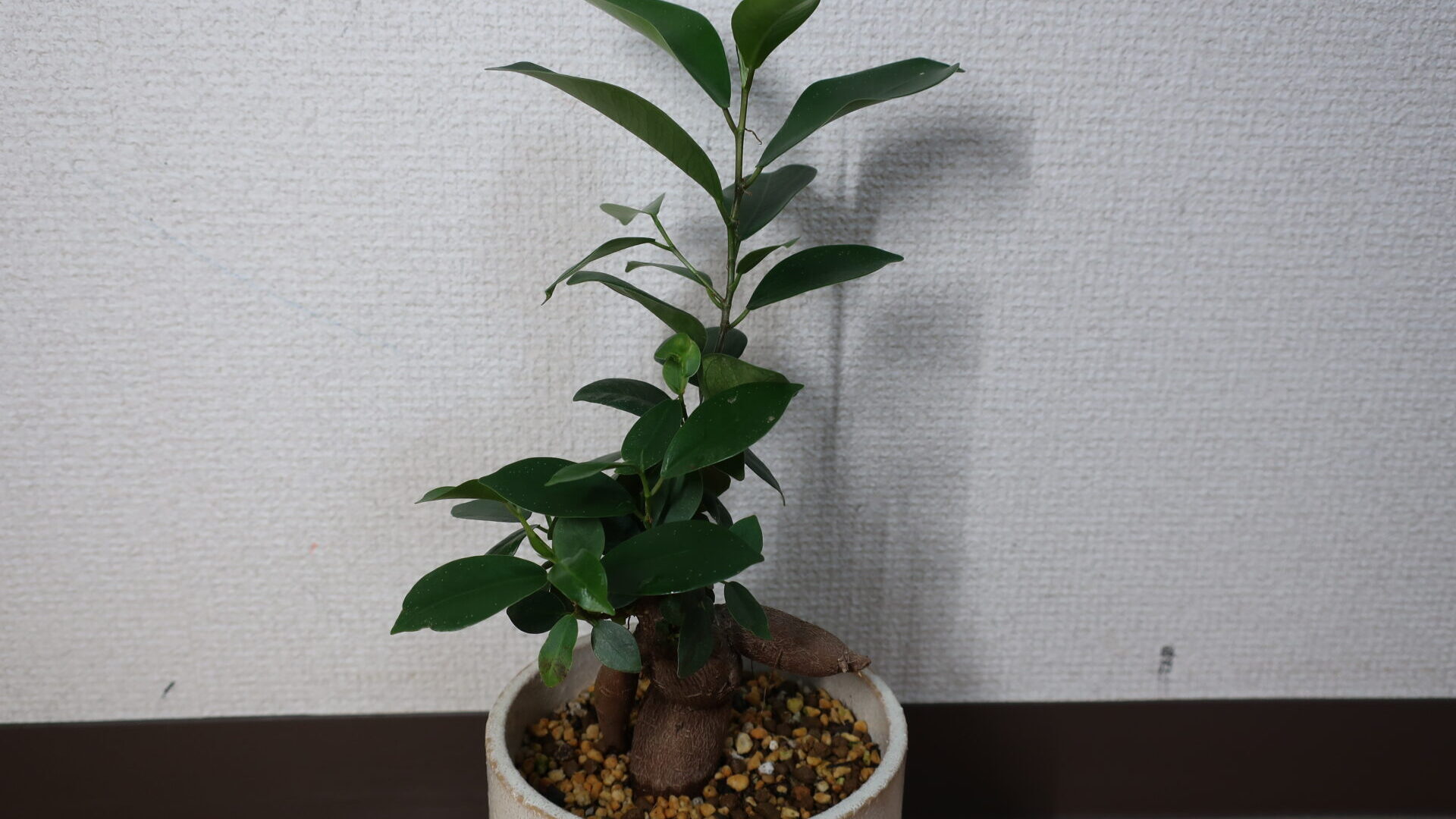 plant