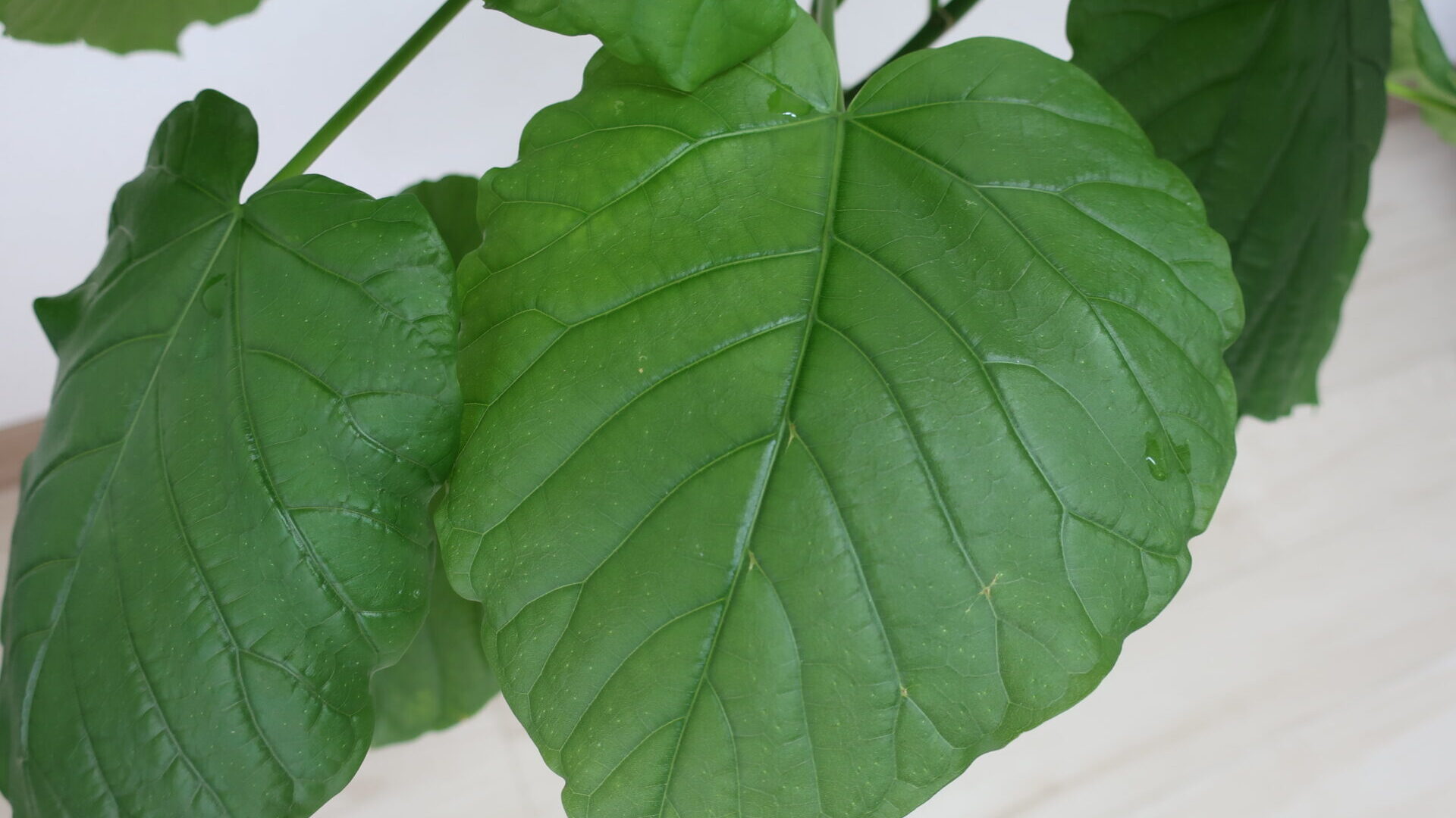 foliage plant