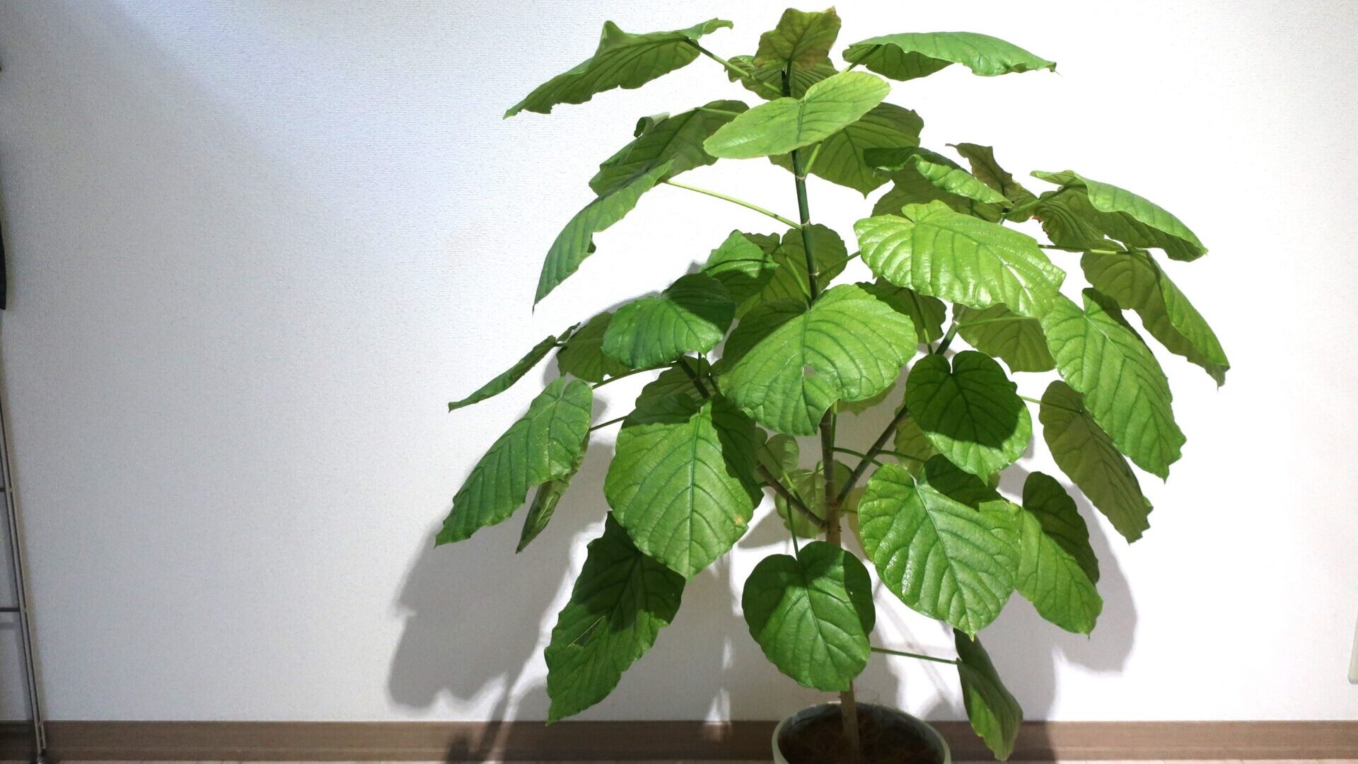 foliage plant