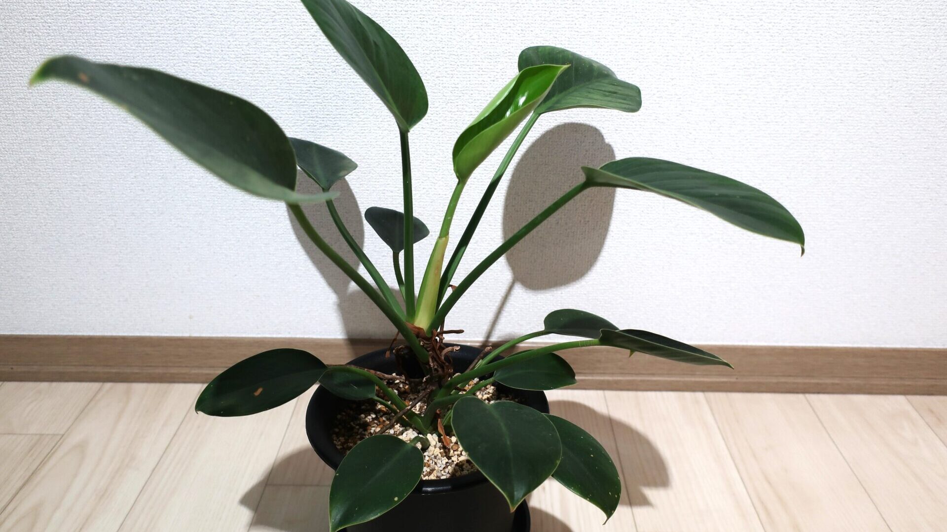 foliage plant