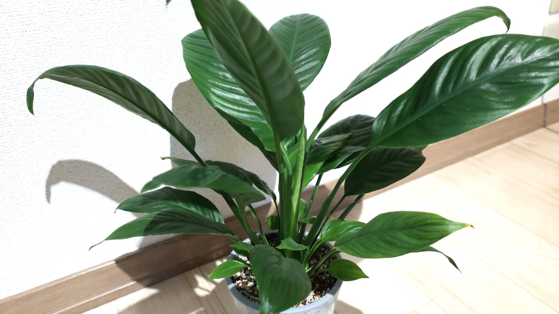 foliage plant